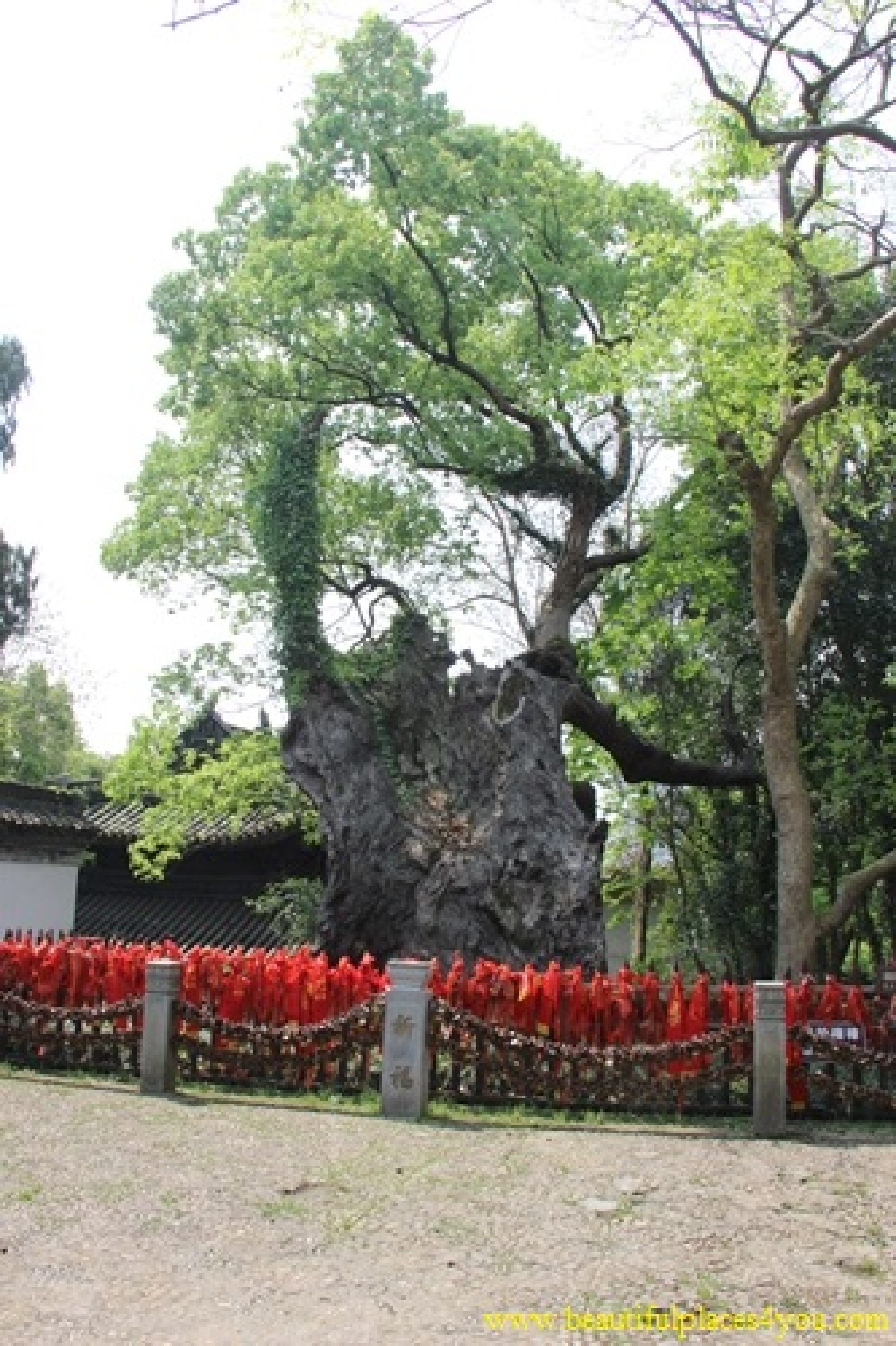 Taizhou Linhai Ancient Camphor Tree from Sui Dynasty Taizhou Linhai Ancient Camphor Tree from Sui Dynasty