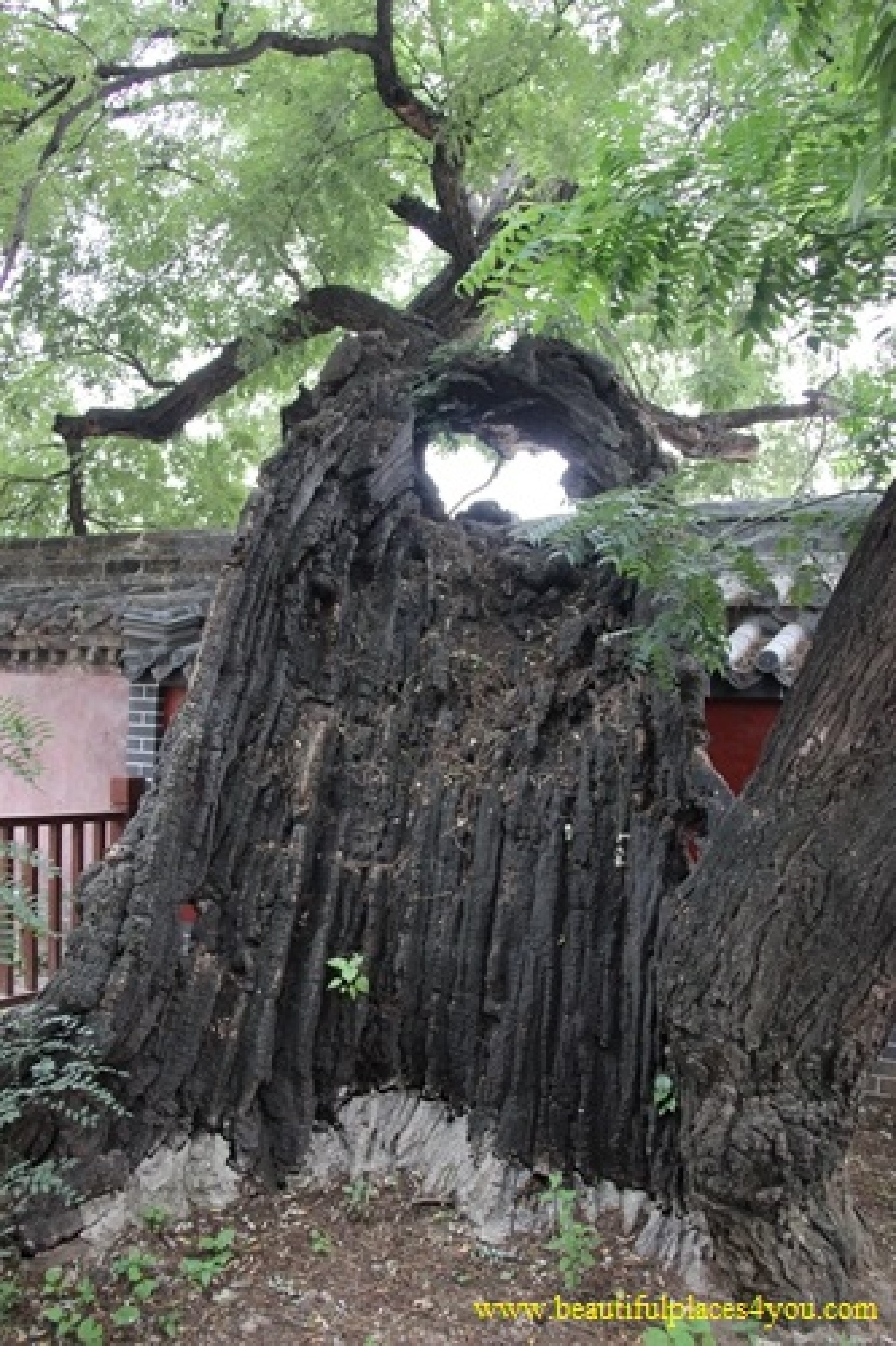 Zou City Temple of Mencius Old Trees 3 Zou City Temple of Mencius Old Trees 3
